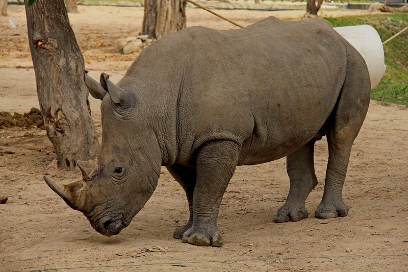 Thailand, Pattaya, Khao Kheow Open Zoo